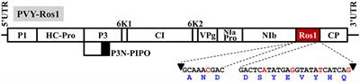 A Recombinant Potato virus Y Infectious Clone Tagged with the Rosea1 Visual Marker (PVY-Ros1) Facilitates the Analysis of Viral Infectivity and Allows the Production of Large Amounts of Anthocyanins in Plants